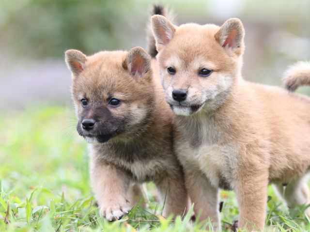 FP5A2756-puupy-shibainu FP5A2756-puupy-shibainu