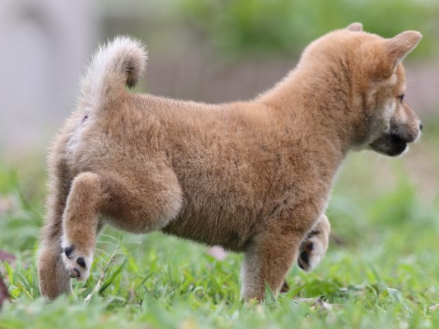 FP5A2776-puupy-shibainu FP5A2776-puupy-shibainu