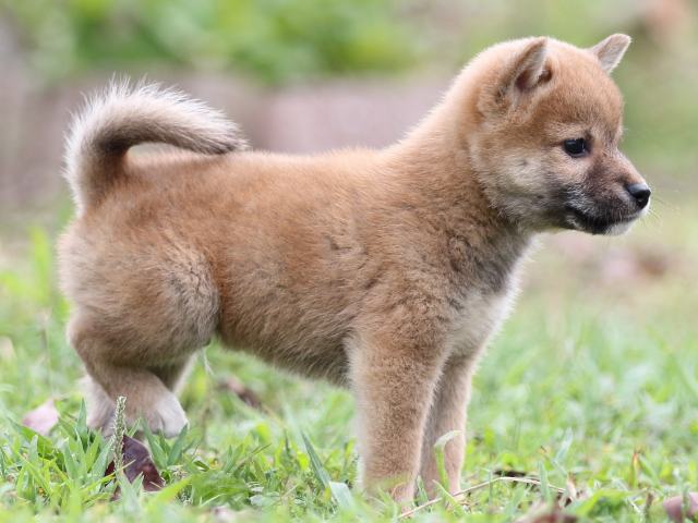 FP5A2791-puupy-shibainu FP5A2791-puupy-shibainu