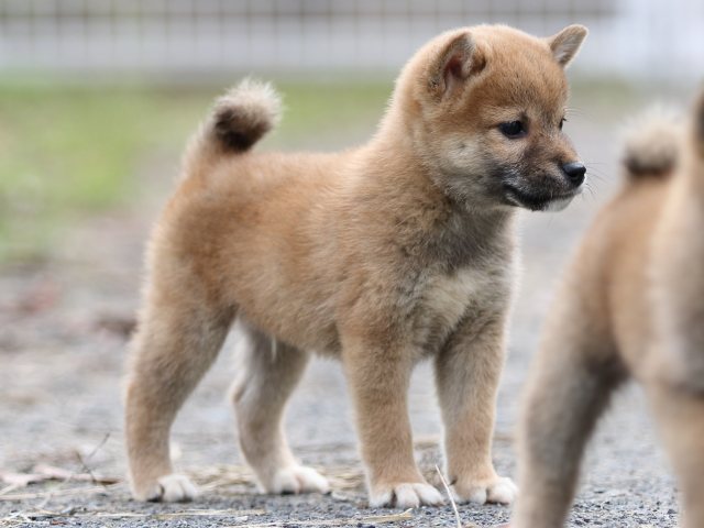 FP5A2798-puupy-shibainu FP5A2798-puupy-shibainu