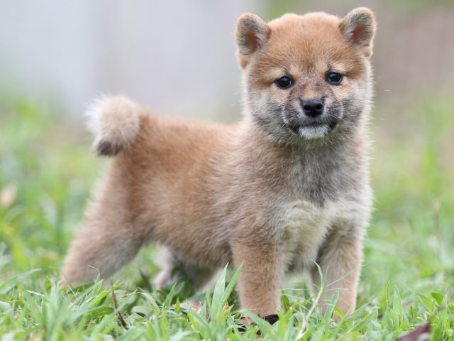 FP5A2821-puupy-shibainu FP5A2821-puupy-shibainu