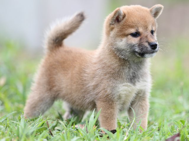 FP5A2827-puupy-shibainu FP5A2827-puupy-shibainu
