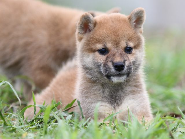FP5A2833-puupy-shibainu FP5A2833-puupy-shibainu