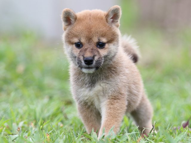 FP5A2838-puupy-shibainu FP5A2838-puupy-shibainu