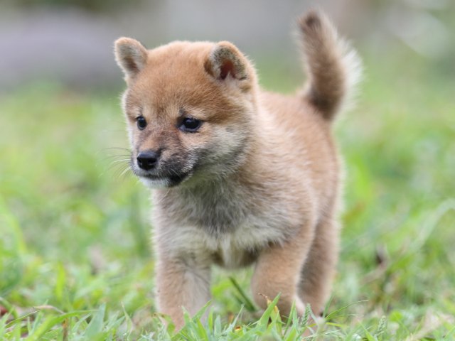 FP5A2876-puupy-shibainu FP5A2876-puupy-shibainu