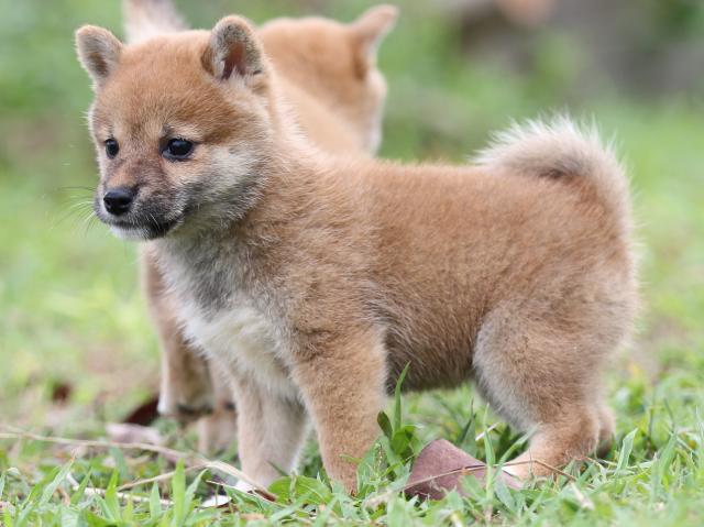 FP5A2890-puupy-shibainu FP5A2890-puupy-shibainu