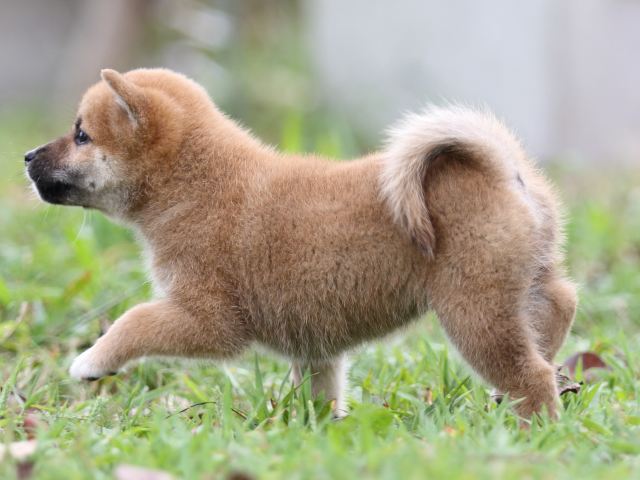 FP5A2914-puupy-shibainu FP5A2914-puupy-shibainu