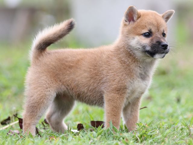 FP5A2933-puupy-shibainu FP5A2933-puupy-shibainu