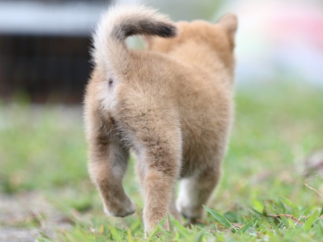 FP5A2981-puupy-shibainu FP5A2981-puupy-shibainu