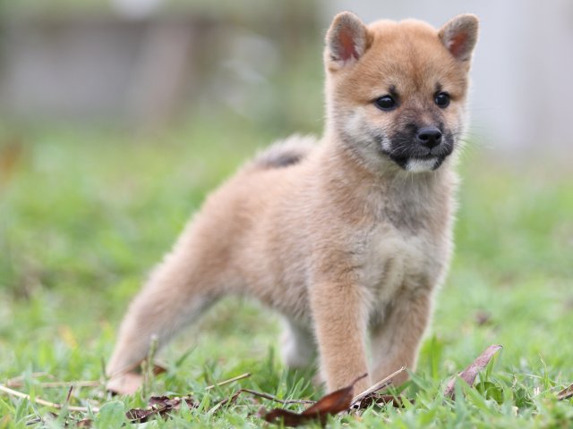FP5A3008-puupy-shibainu FP5A3008-puupy-shibainu