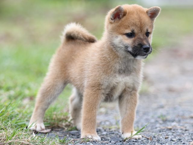 FP5A3022-puupy-shibainu FP5A3022-puupy-shibainu