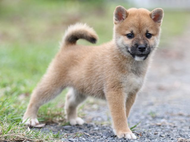 FP5A3037-puupy-shibainu FP5A3037-puupy-shibainu