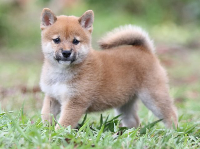 FP5A3168-puupy-shibainu FP5A3168-puupy-shibainu