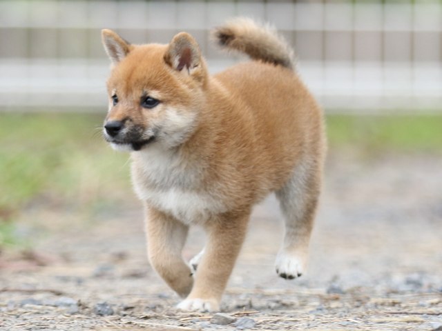 FP5A3202-puupy-shibainu FP5A3202-puupy-shibainu