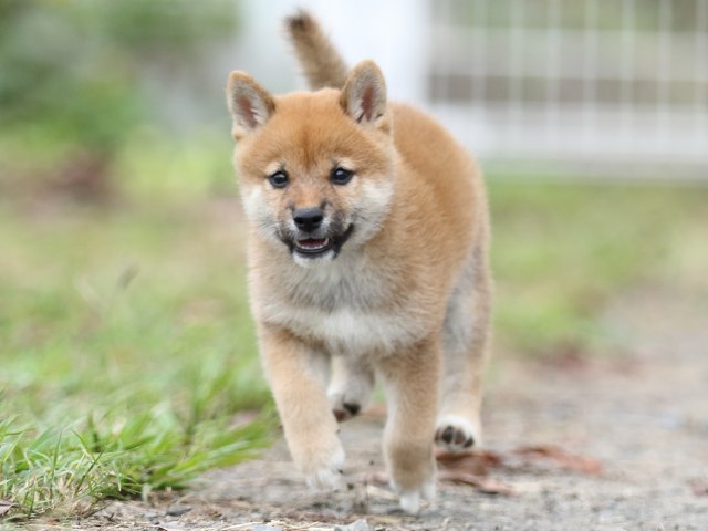 FP5A3208-puupy-shibainu FP5A3208-puupy-shibainu