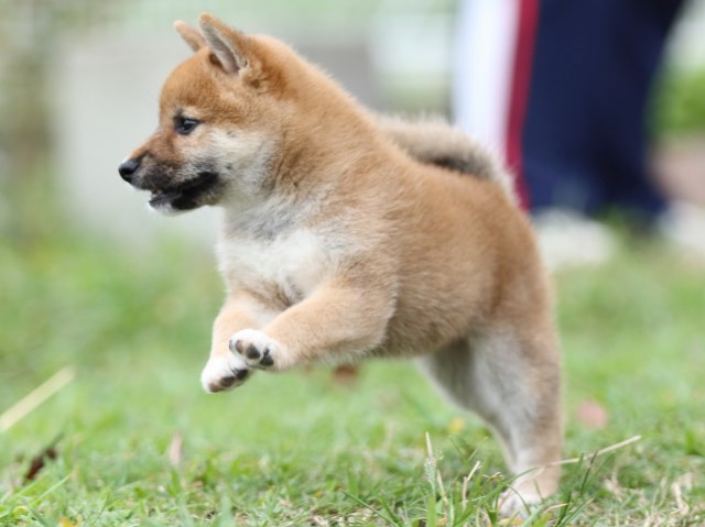 FP5A3218-puupy-shibainu FP5A3218-puupy-shibainu