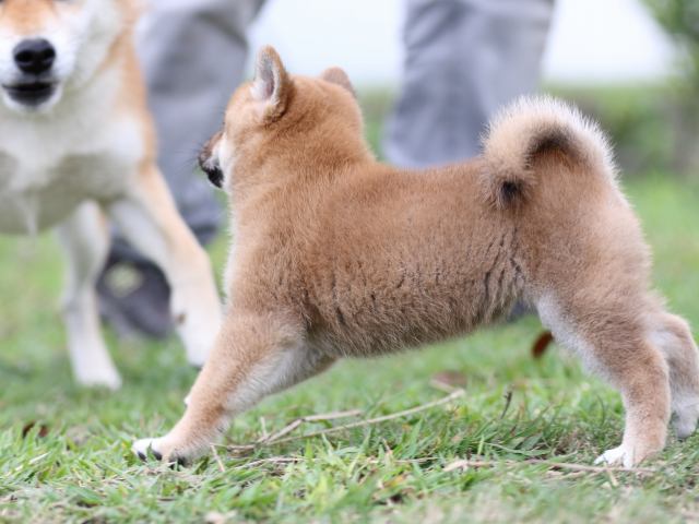 FP5A3232-puupy-shibainu FP5A3232-puupy-shibainu