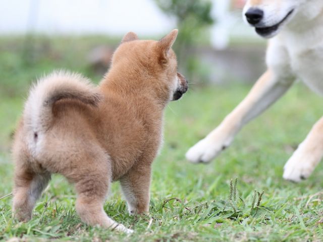 FP5A3244-puupy-shibainu FP5A3244-puupy-shibainu
