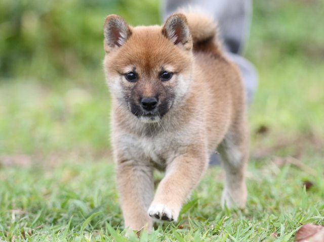 FP5A3309-puupy-shibainu FP5A3309-puupy-shibainu