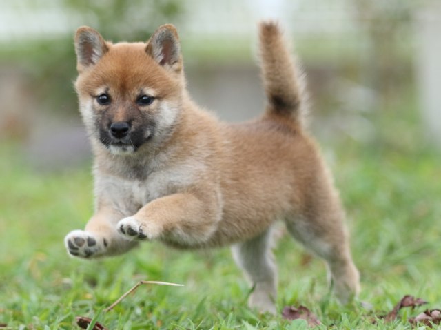 FP5A3334-puupy-shibainu FP5A3334-puupy-shibainu
