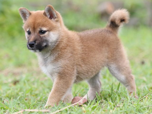 FP5A3343-puupy-shibainu FP5A3343-puupy-shibainu