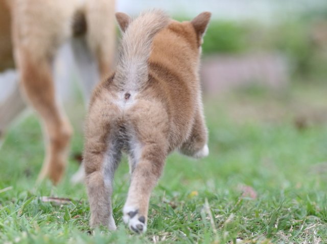 FP5A3352-puupy-shibainu FP5A3352-puupy-shibainu