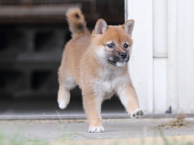 FP5A3411-puupy-shibainu FP5A3411-puupy-shibainu