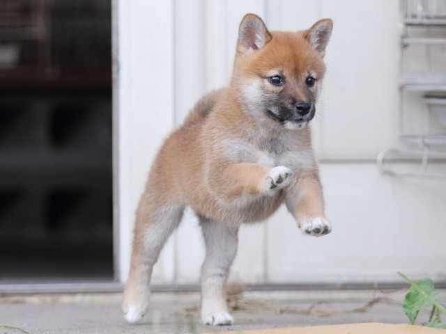 FP5A3413-puupy-shibainu FP5A3413-puupy-shibainu