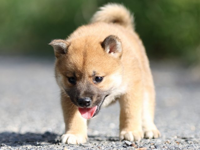 FP5A3489-puupy-shibainu FP5A3489-puupy-shibainu