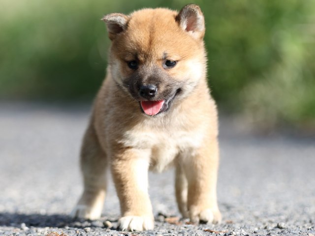 FP5A3497-puupy-shibainu FP5A3497-puupy-shibainu