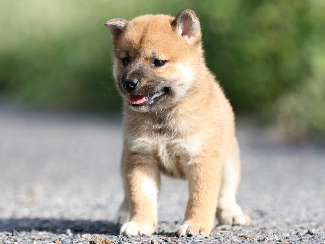 FP5A3502-puupy-shibainu FP5A3502-puupy-shibainu