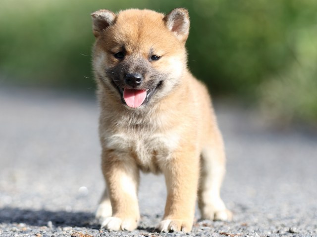FP5A3517-puupy-shibainu FP5A3517-puupy-shibainu