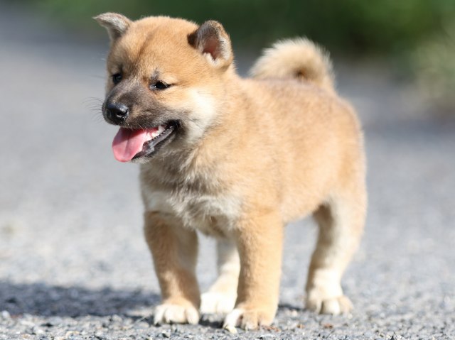 FP5A3522-puupy-shibainu FP5A3522-puupy-shibainu