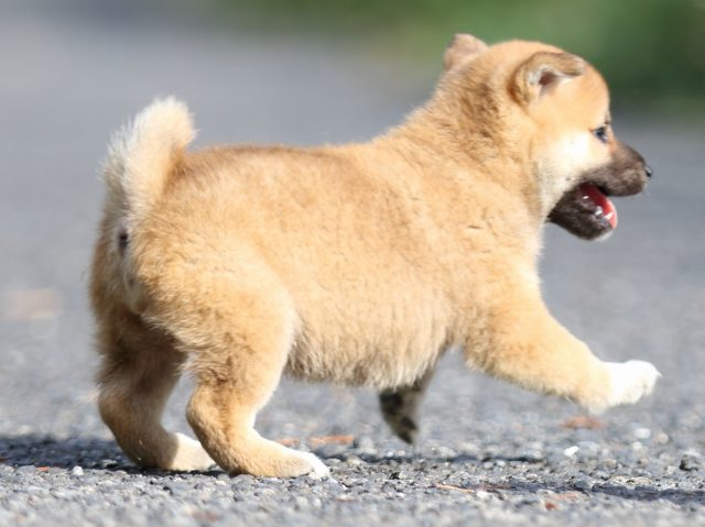 FP5A3542-puupy-shibainu FP5A3542-puupy-shibainu