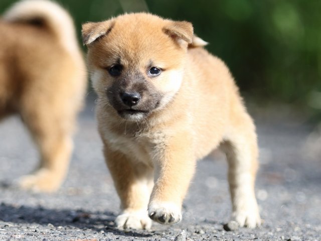FP5A3551-puupy-shibainu FP5A3551-puupy-shibainu