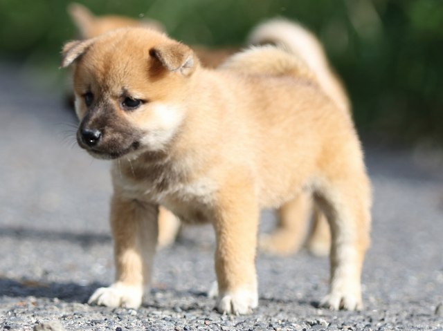 FP5A3557-puupy-shibainu FP5A3557-puupy-shibainu