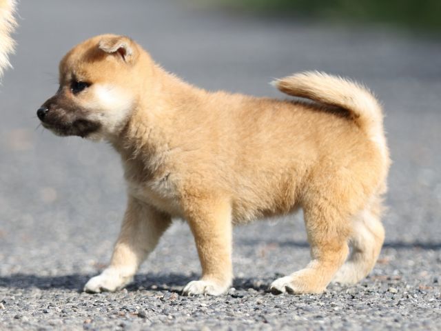 FP5A3569-puupy-shibainu FP5A3569-puupy-shibainu
