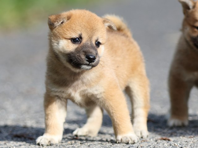 FP5A3587-puupy-shibainu FP5A3587-puupy-shibainu