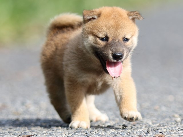 FP5A3602-puupy-shibainu FP5A3602-puupy-shibainu