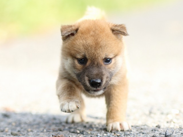 FP5A3628-puupy-shibainu FP5A3628-puupy-shibainu