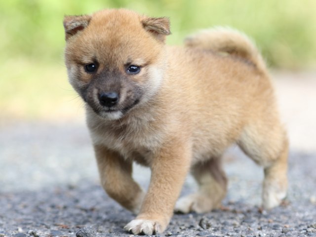FP5A3637-puupy-shibainu FP5A3637-puupy-shibainu