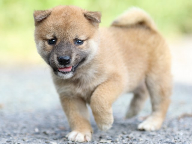 FP5A3639-puupy-shibainu FP5A3639-puupy-shibainu