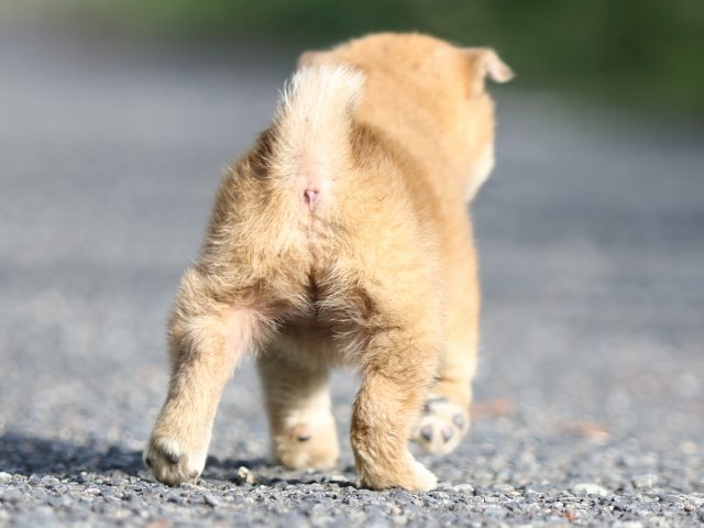 FP5A3663-puupy-shibainu FP5A3663-puupy-shibainu