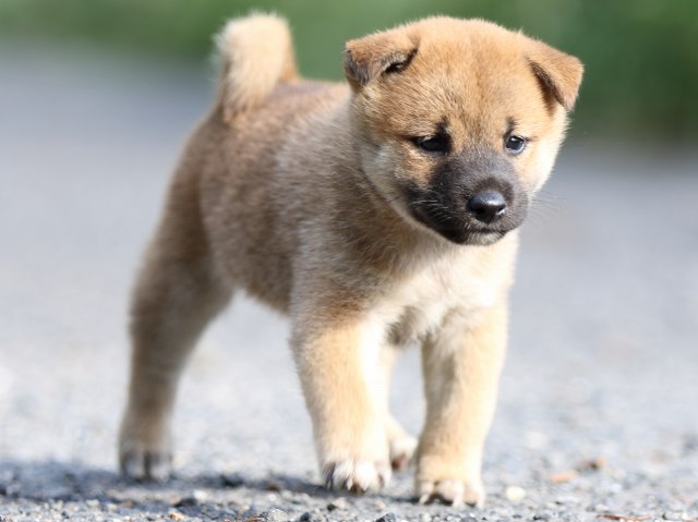 FP5A3688-puupy-shibainu FP5A3688-puupy-shibainu