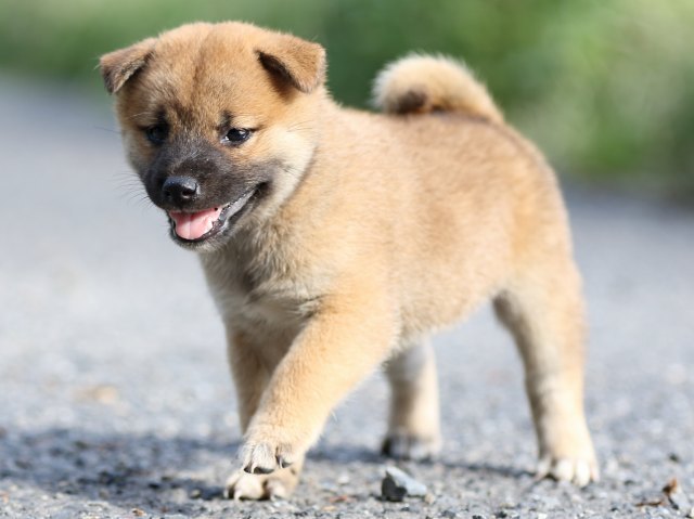 FP5A3700-puupy-shibainu FP5A3700-puupy-shibainu