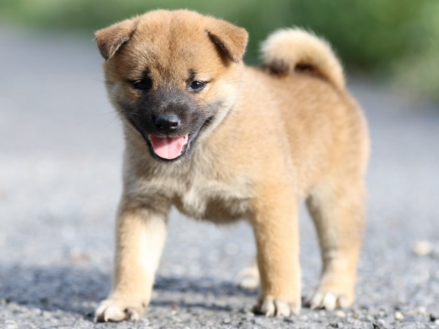 FP5A3705-puupy-shibainu FP5A3705-puupy-shibainu