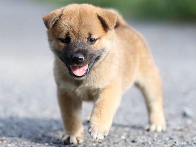 FP5A3708-puupy-shibainu FP5A3708-puupy-shibainu