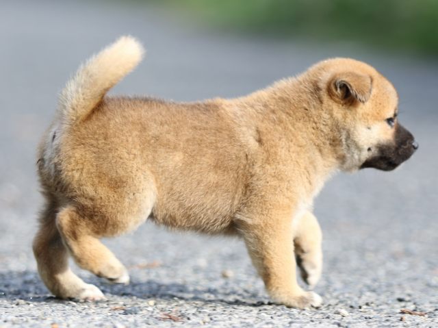 FP5A3761-puupy-shibainu FP5A3761-puupy-shibainu
