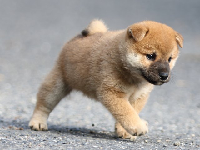 FP5A3821-puupy-shibainu FP5A3821-puupy-shibainu
