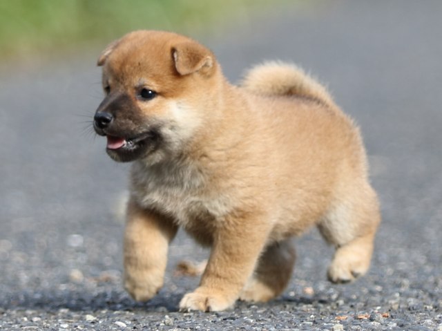 FP5A3877-puupy-shibainu FP5A3877-puupy-shibainu